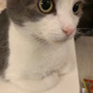 Meet your Posher, Ava